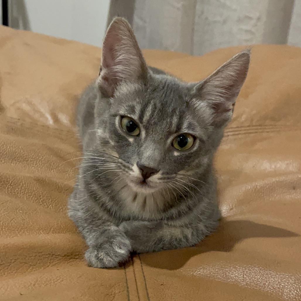 Enlarge Jinny, a Adoptable Domestic Short Hair in Escondido, CA image 2/5