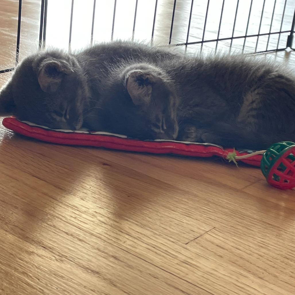 Jinny, a Adoptable Domestic Short Hair in Escondido, CA image 3/6
