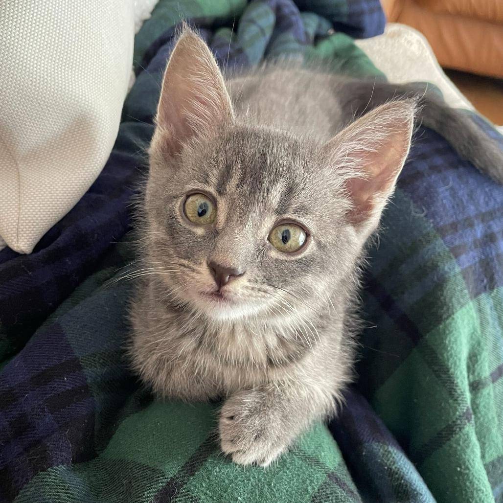 Jinny, a Adoptable Domestic Short Hair in Escondido, CA image 4/6