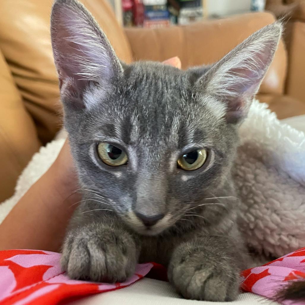Enlarge Jinny, a Adoptable Domestic Short Hair in Escondido, CA image 3/5