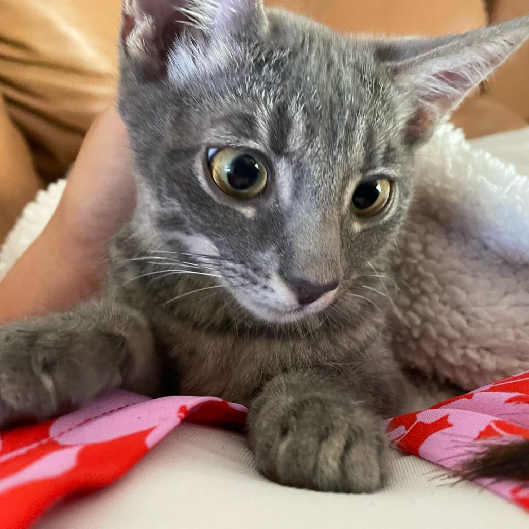 Enlarge Jinny, a Adoptable Domestic Short Hair in Escondido, CA image 4/5