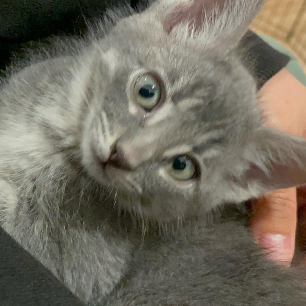 Jinny, a Adoptable Domestic Short Hair in Escondido, CA image 5/6