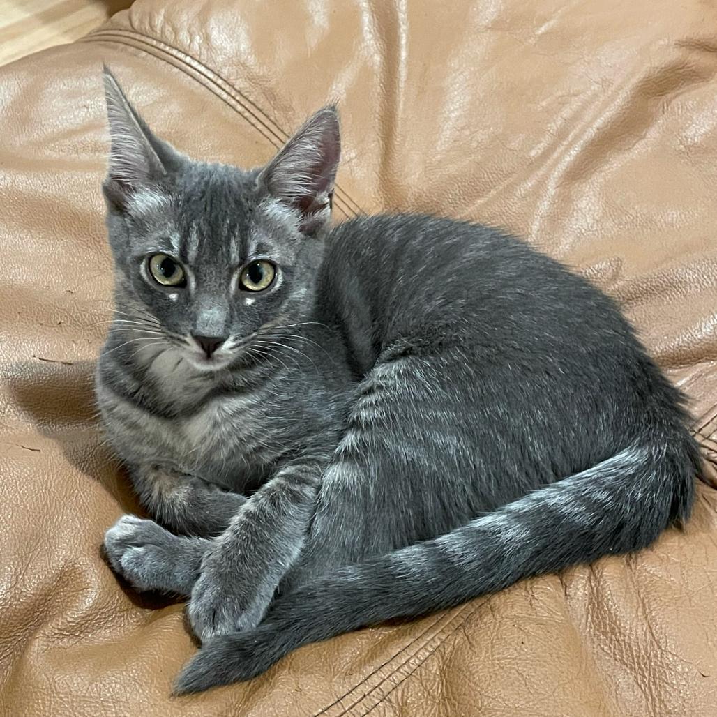 Enlarge Jinny, a Adoptable Domestic Short Hair in Escondido, CA image 5/5