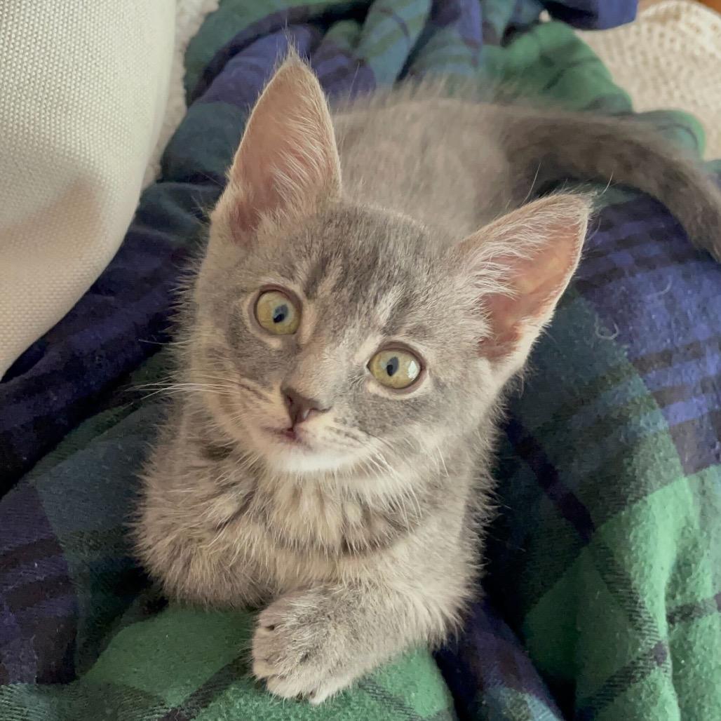 Jinny, a Adoptable Domestic Short Hair in Escondido, CA image 6/6