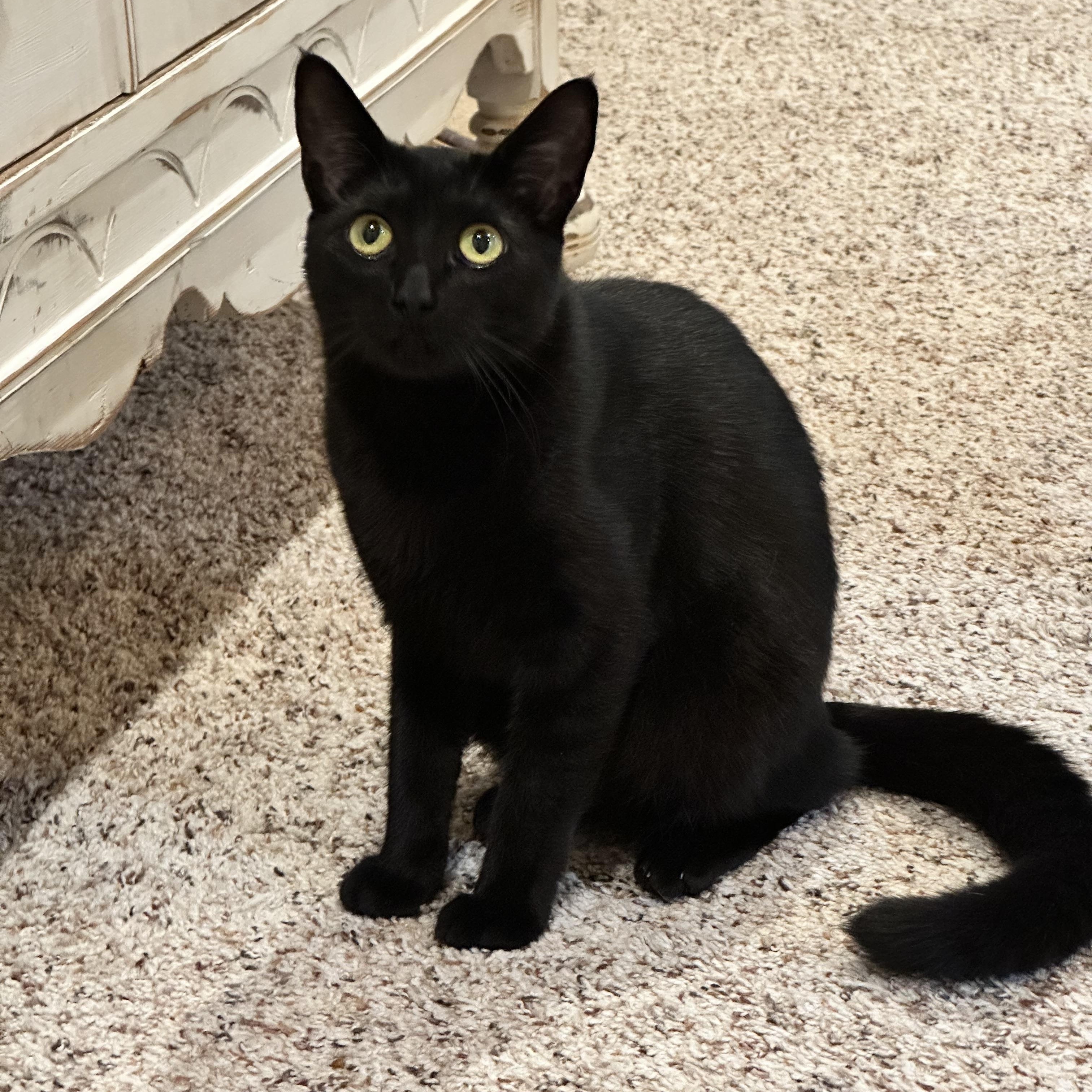 Enlarge Prue, a Adoptable Domestic Short Hair in Visalia, CA image 1/6