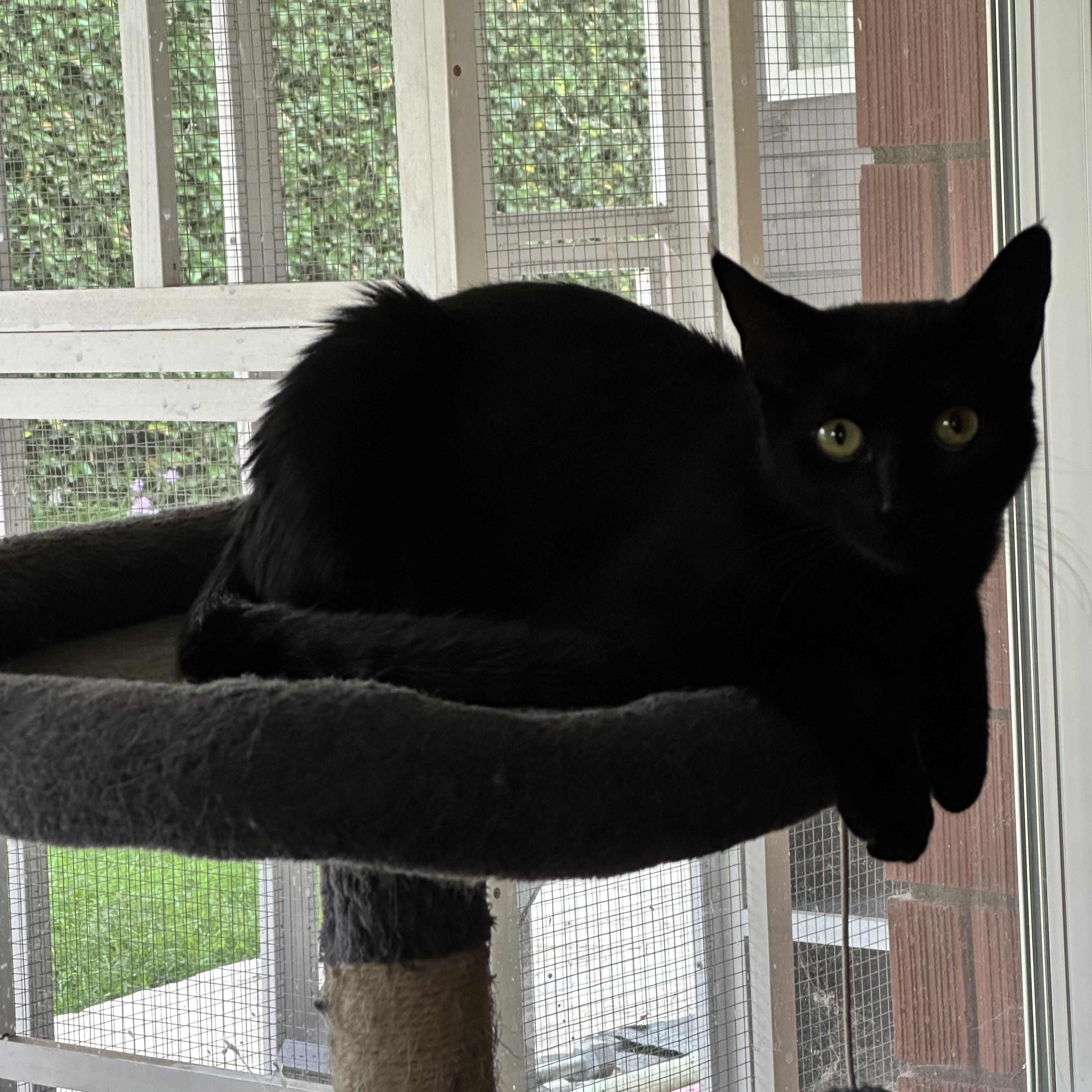 Prue, Adoptable, Kitten Female Domestic Short Hair.