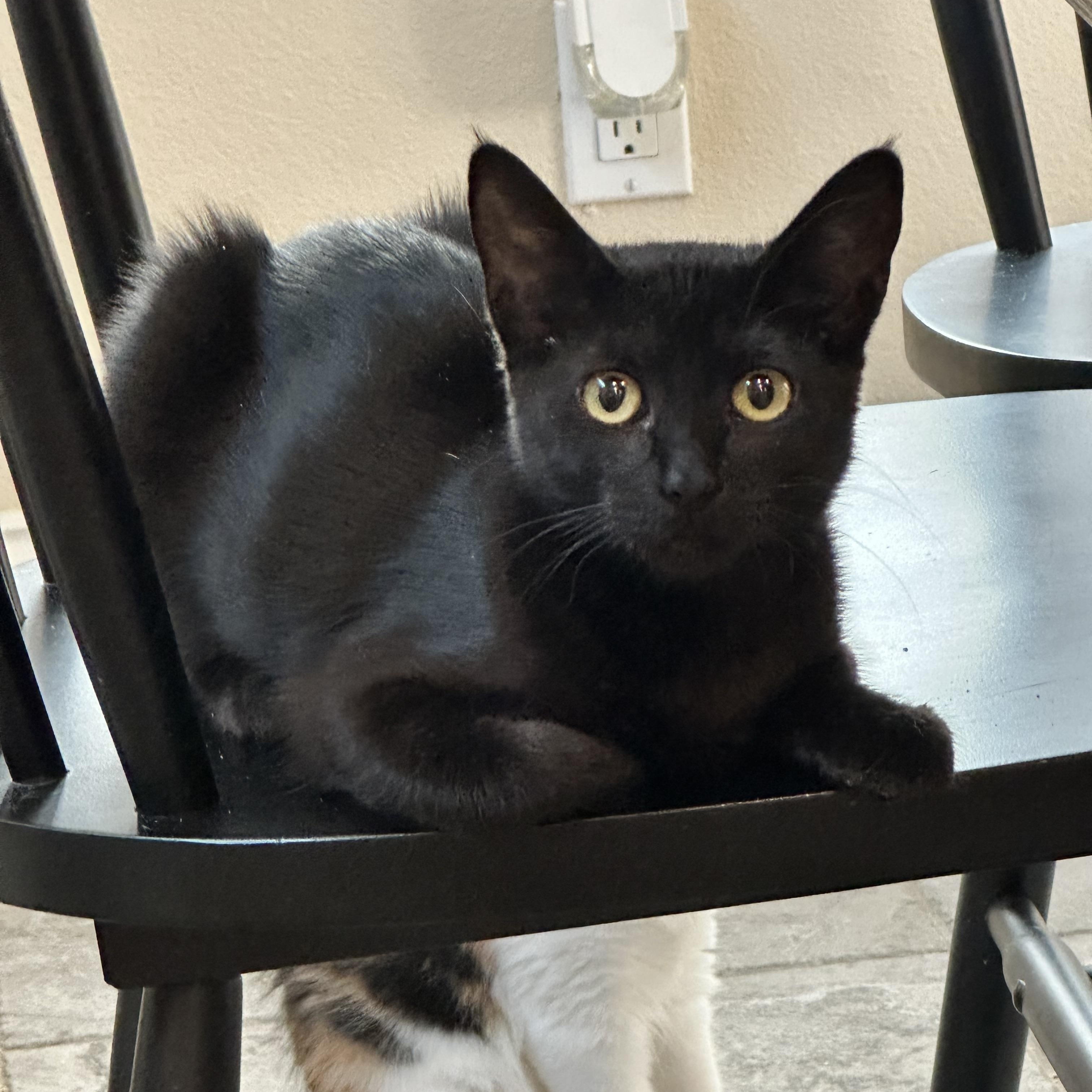 Enlarge Prue, a Adoptable Domestic Short Hair in Visalia, CA image 3/3