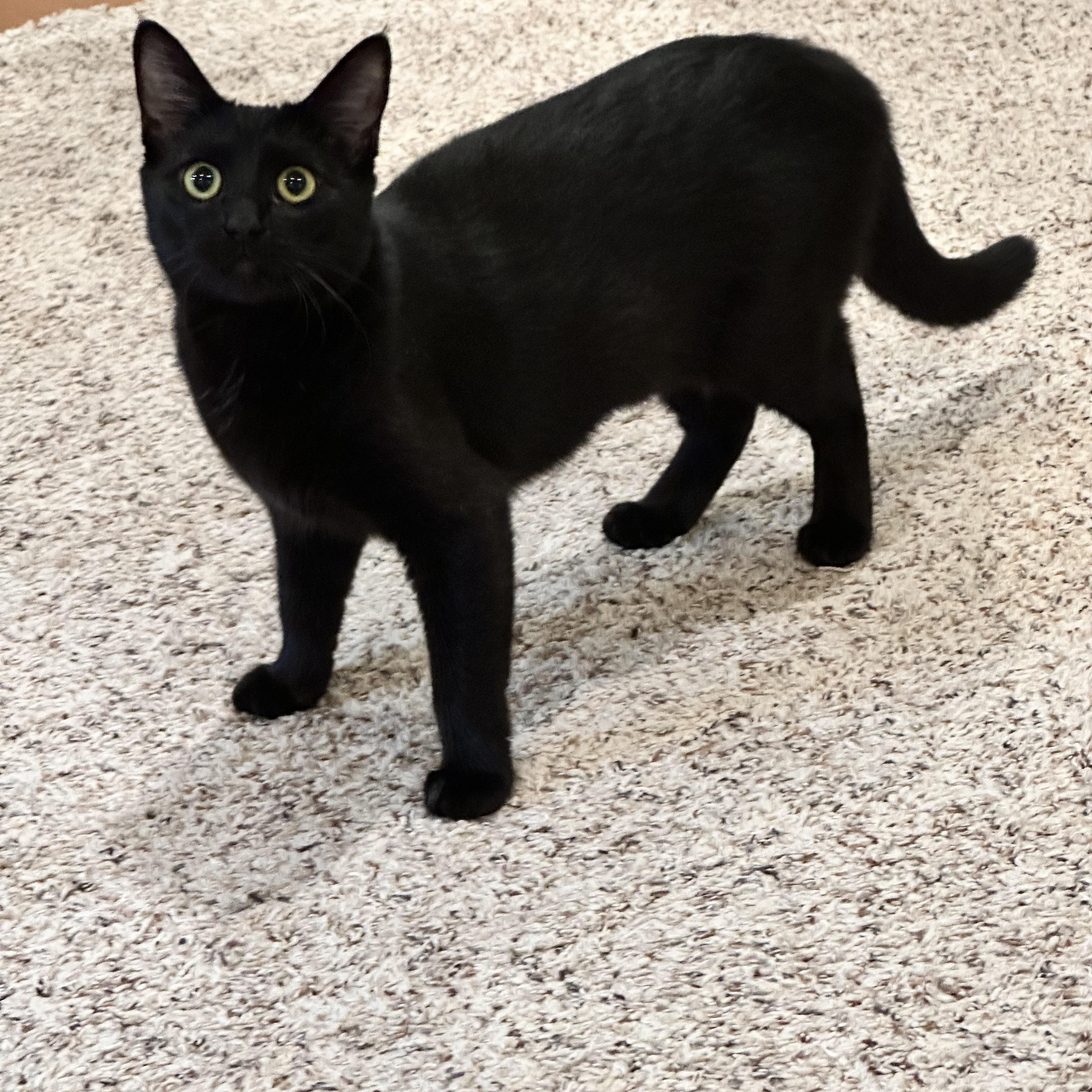 Enlarge Prue, a Adoptable Domestic Short Hair in Visalia, CA image 3/6