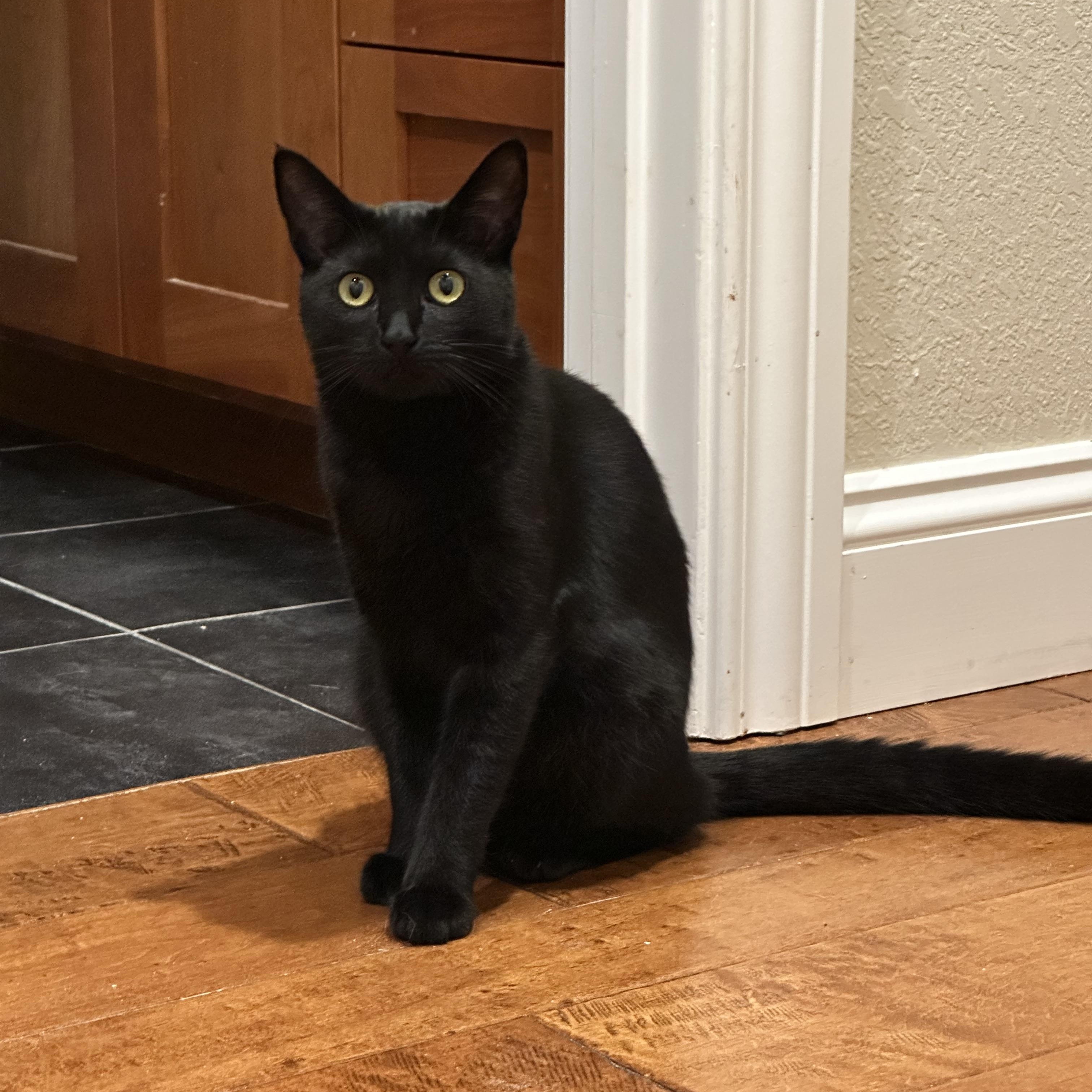 Enlarge Prue, a Adoptable Domestic Short Hair in Visalia, CA image 4/6