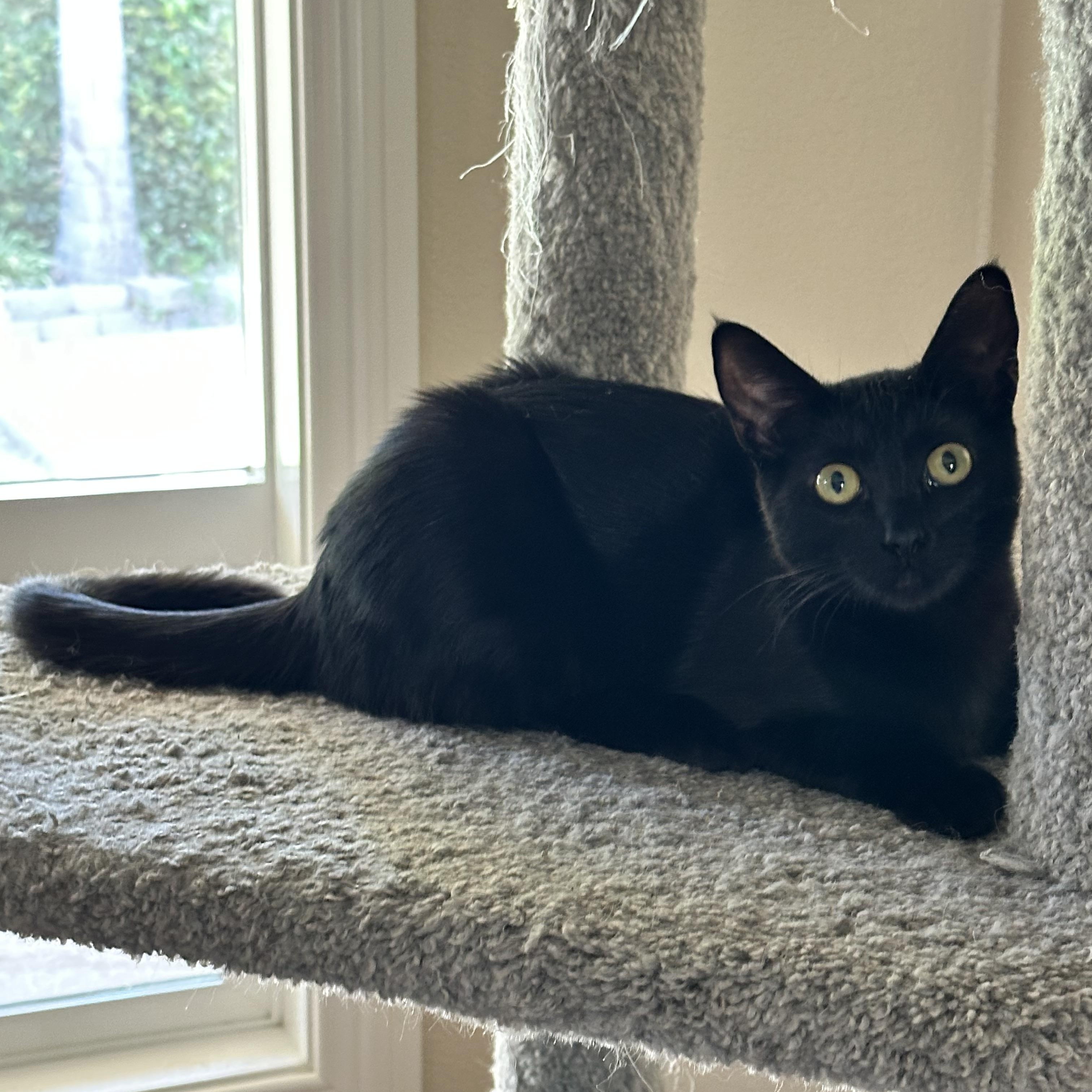 Prue, Adoptable, Kitten Female Domestic Short Hair.