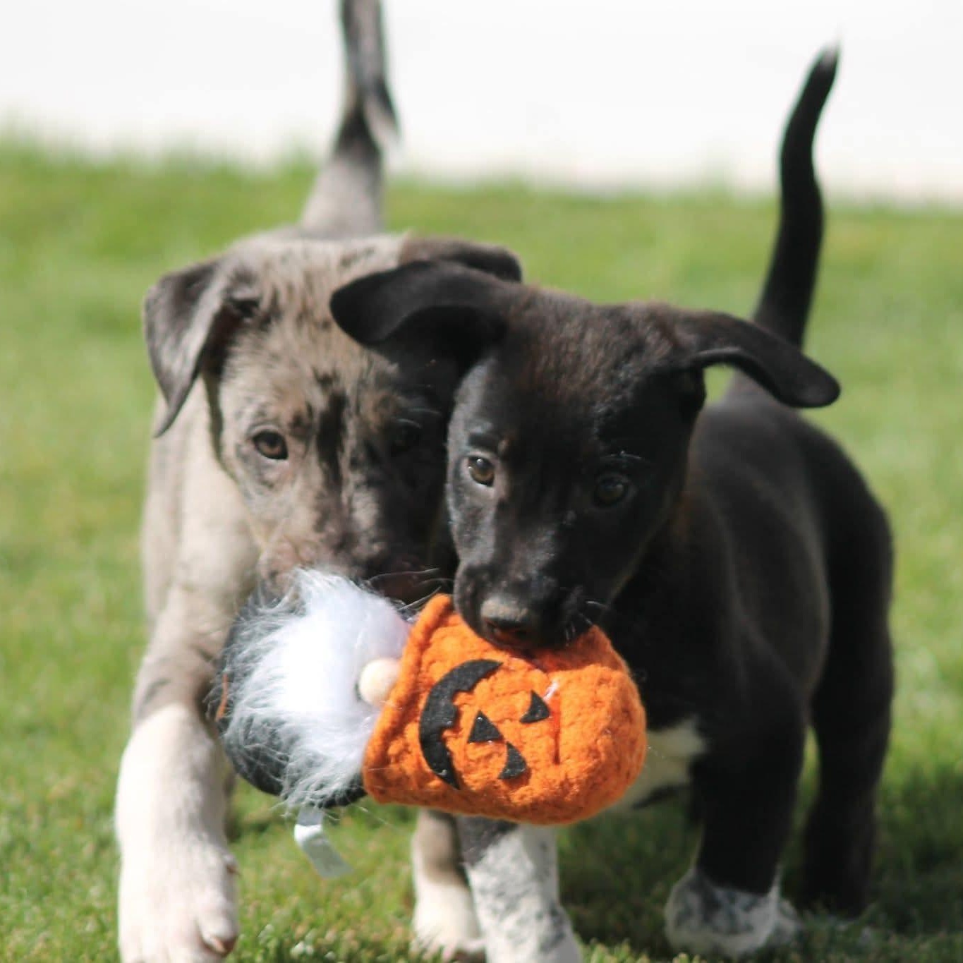 Enlarge The "J" Litter, a Adoptable mixed breed in Kentwood, MI image 5/6