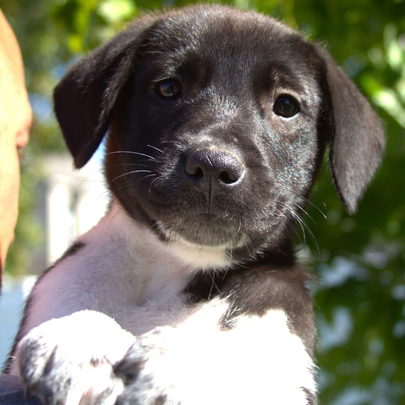 Enlarge The "J" Litter, a Adoptable mixed breed in Kentwood, MI image 1/6