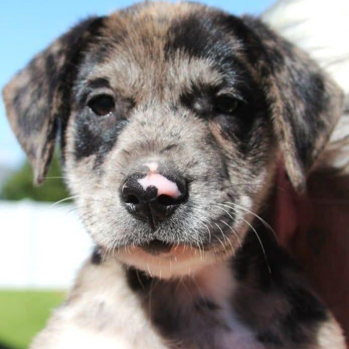 Enlarge The "J" Litter, a Adoptable mixed breed in Kentwood, MI image 2/6