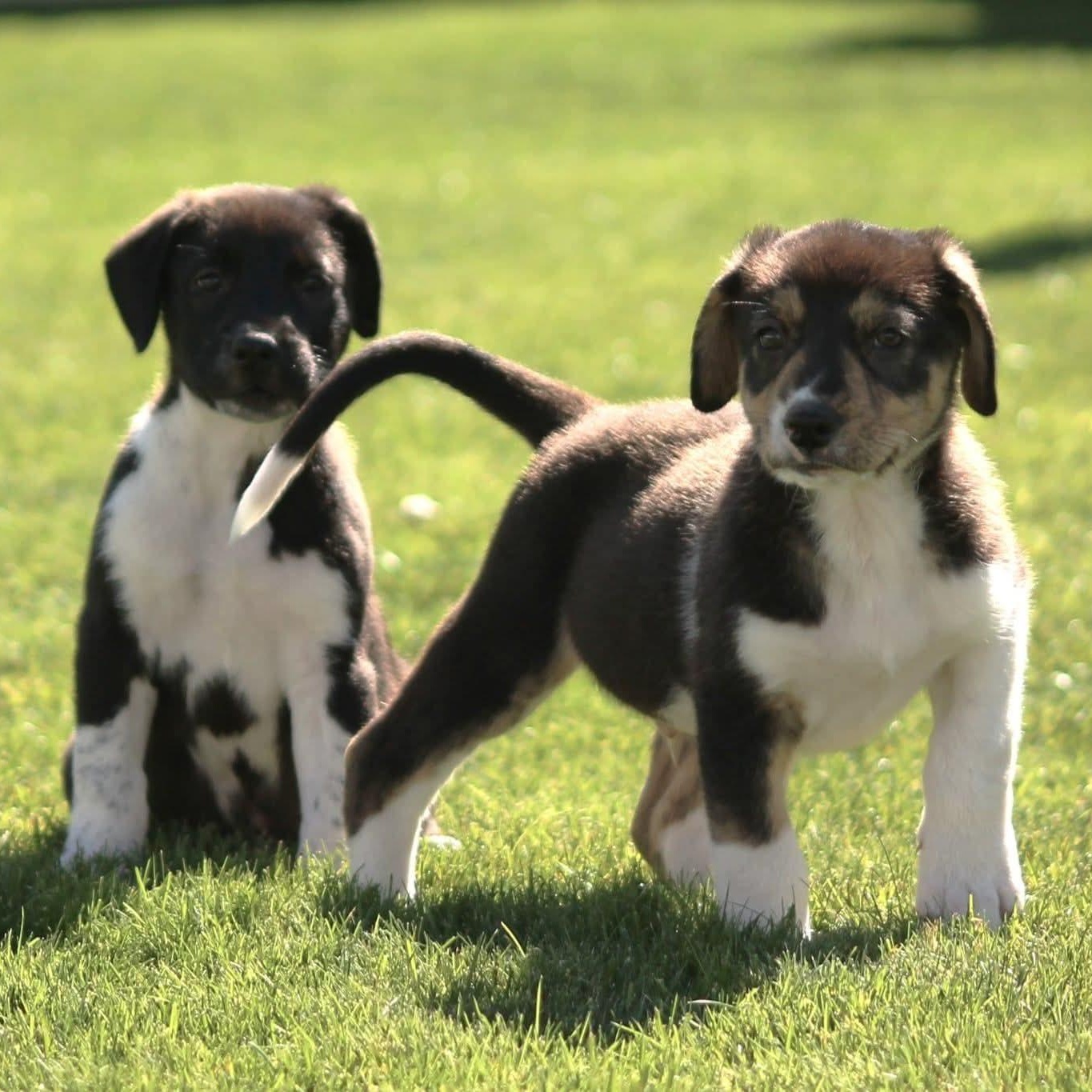 Enlarge The "J" Litter, a Adoptable mixed breed in Kentwood, MI image 6/6