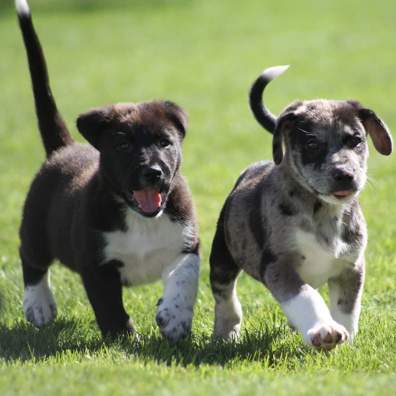 Enlarge The "J" Litter, a Adoptable mixed breed in Kentwood, MI image 4/6