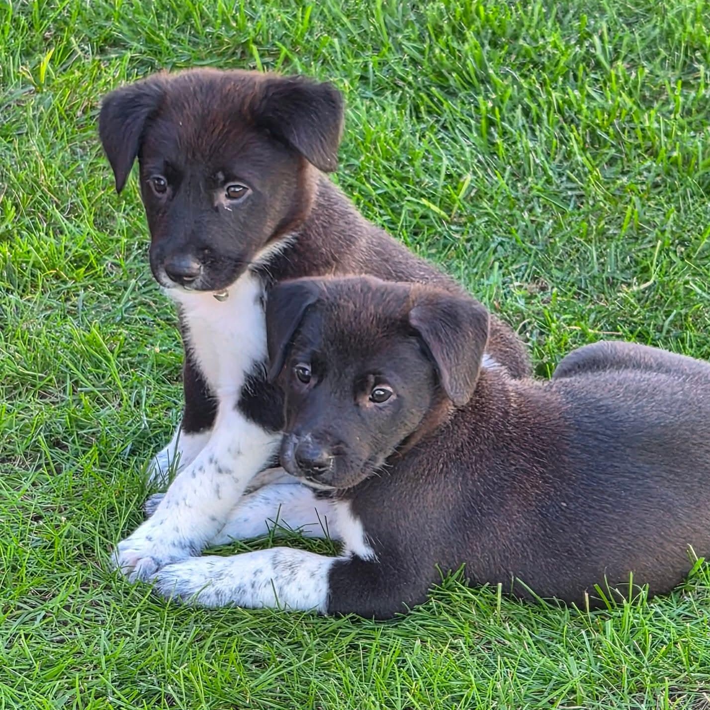 Enlarge The "J" Litter, a Adoptable mixed breed in Kentwood, MI image 3/6