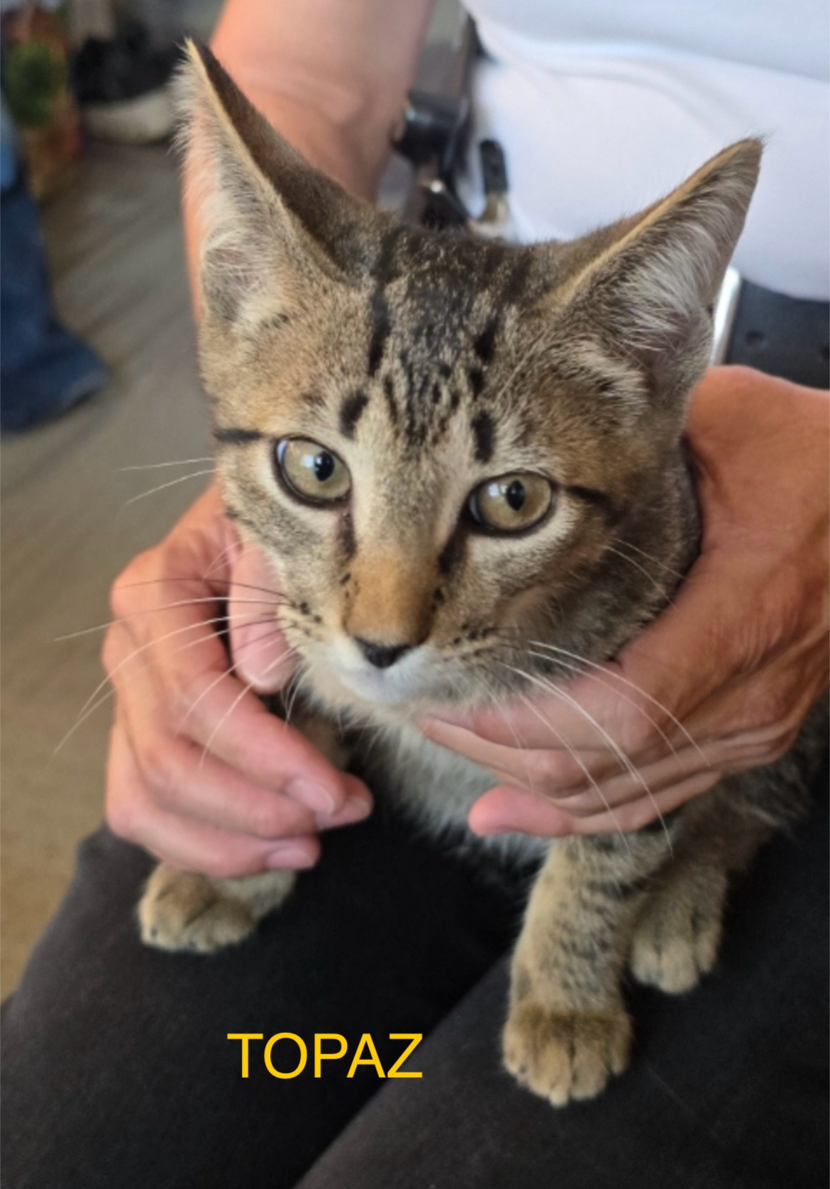 TOPAZ, a Adoptable Domestic Short Hair in Spotswood, NJ image 2/3