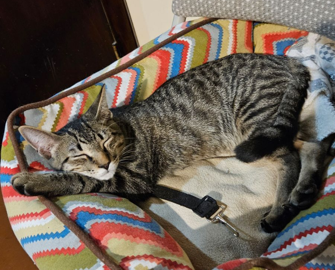 TOPAZ, a Adoptable Domestic Short Hair in Spotswood, NJ image 1/3