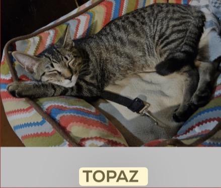 Enlarge TOPAZ & TOURMALINE ~ Bonded Brothers , a Adoptable Domestic Short Hair in Spotswood, NJ image 2/3