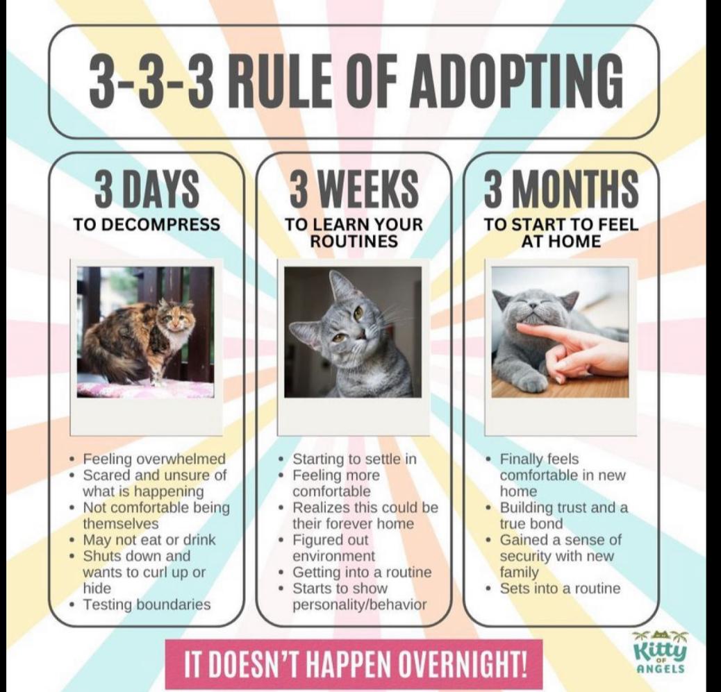 Enlarge TOPAZ & TOURMALINE ~ Bonded Brothers , a Adoptable Domestic Short Hair in Spotswood, NJ image 3/3