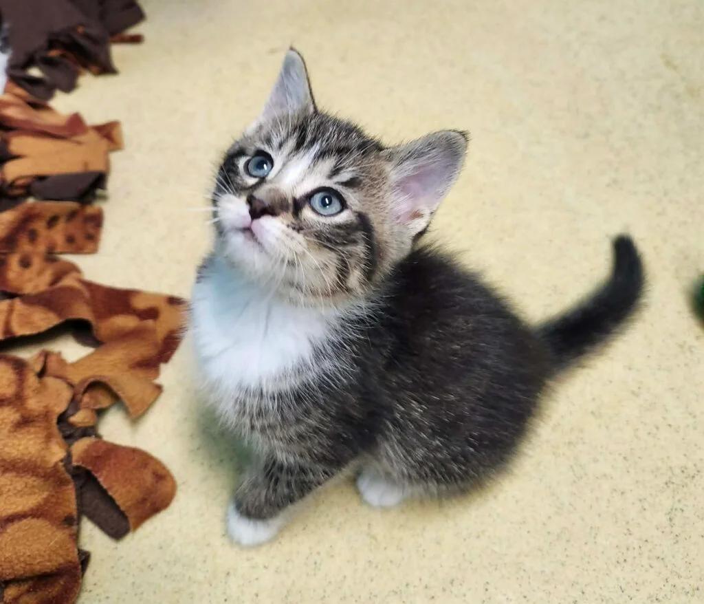 Enlarge Olivier, an adopted Domestic Short Hair in Reynoldsburg, OH image 1/1