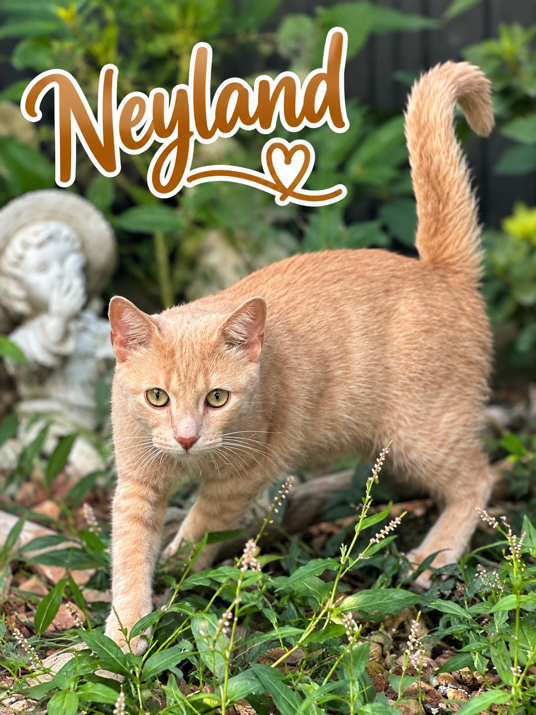 Neyland.............fee sponsored, Adoptable, Young Male Domestic Short Hair.