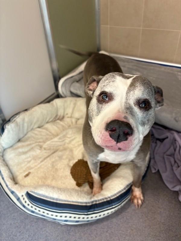 Roxie, Adoptable, Adult Female Pit Bull Terrier.