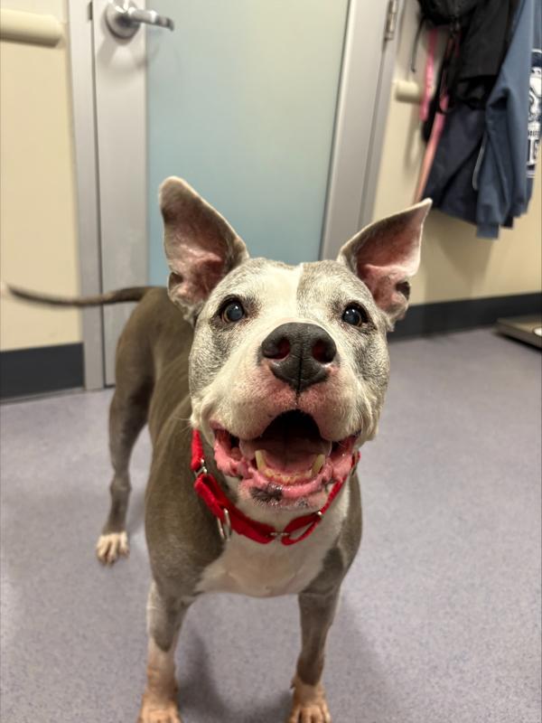 Enlarge Roxie, a Adoptable mixed breed in Stratham, NH image 2/4