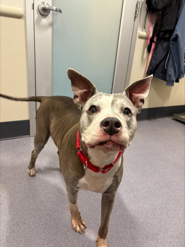 Enlarge Roxie, a Adoptable mixed breed in Stratham, NH image 3/4