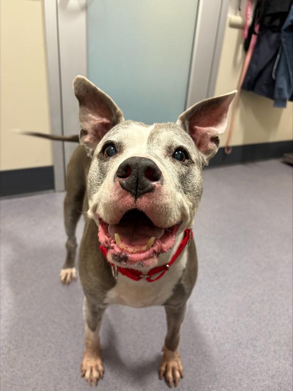 Enlarge Roxie, a Adoptable mixed breed in Stratham, NH image 4/4