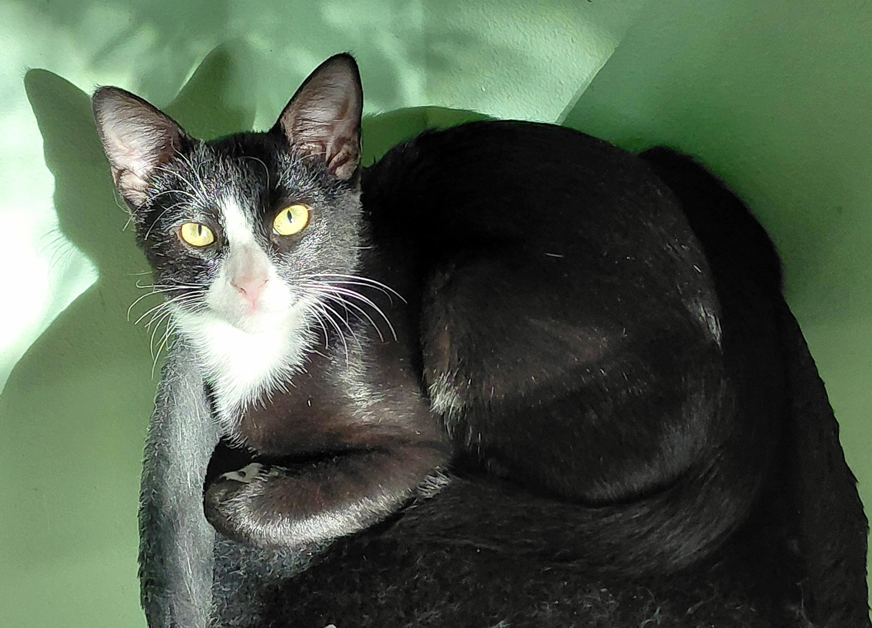 Enlarge Samuel, a Adoptable Tuxedo in Melbourne, FL image 1/2