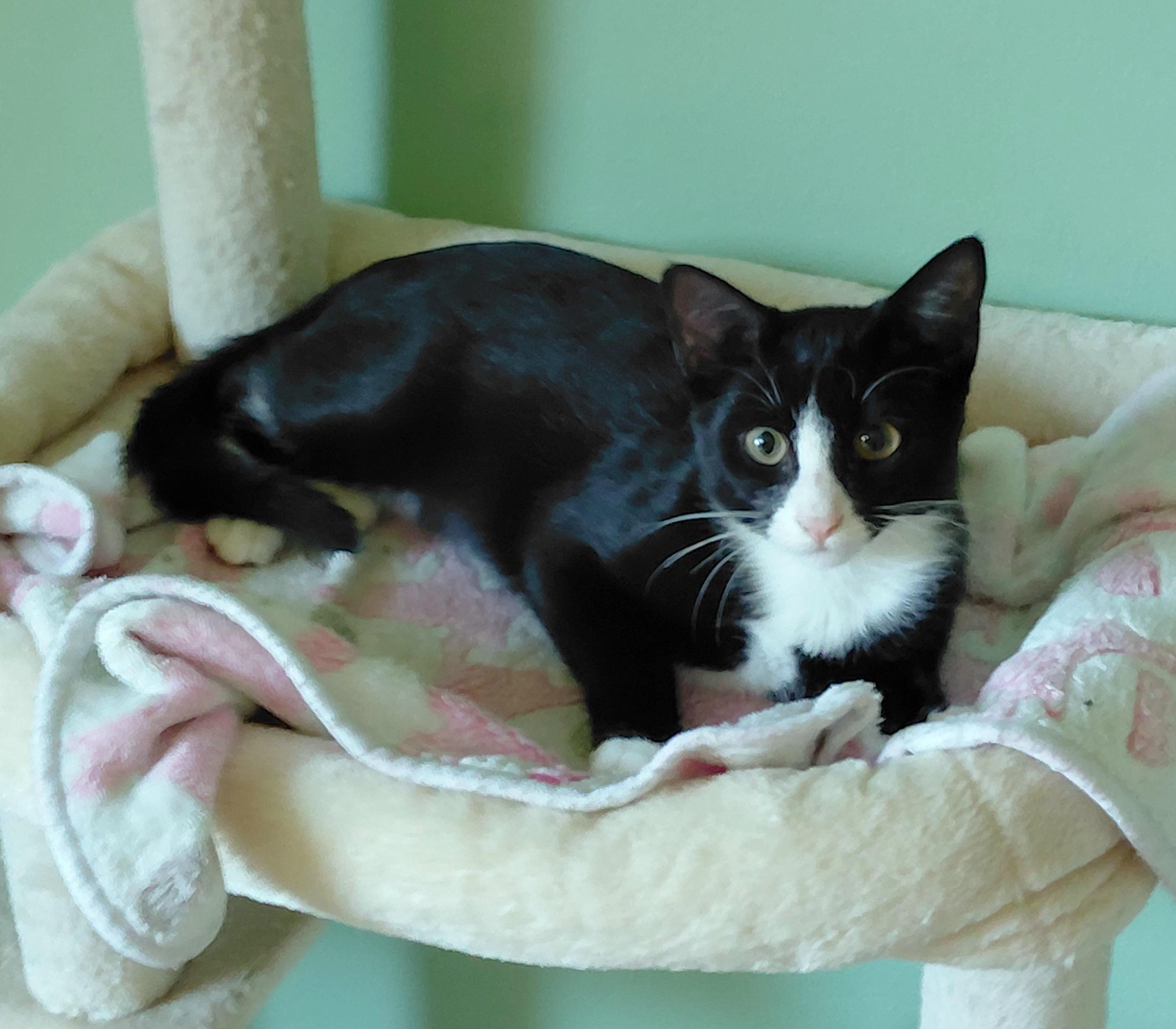 Enlarge Samuel, a Adoptable Tuxedo in Melbourne, FL image 2/2