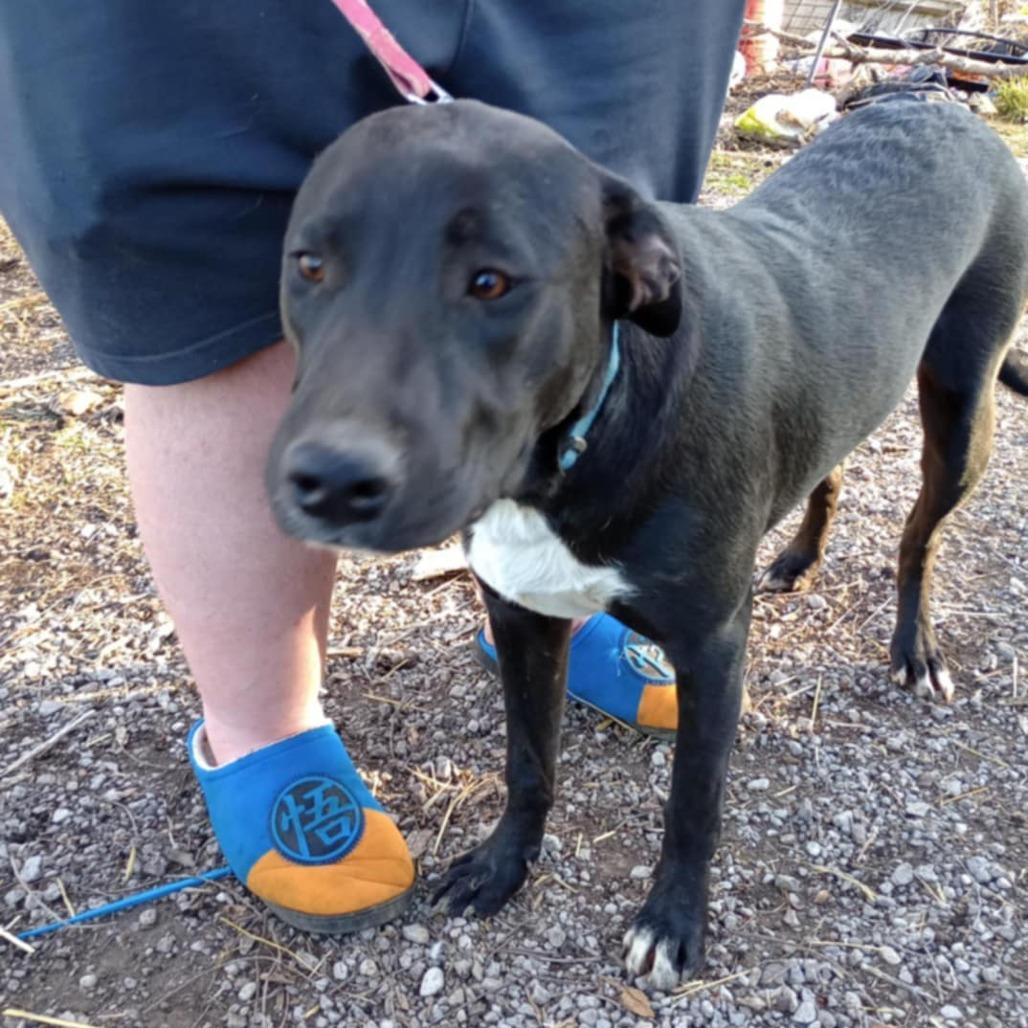 Davey, Adoptable, Young Male Black Labrador Retriever.