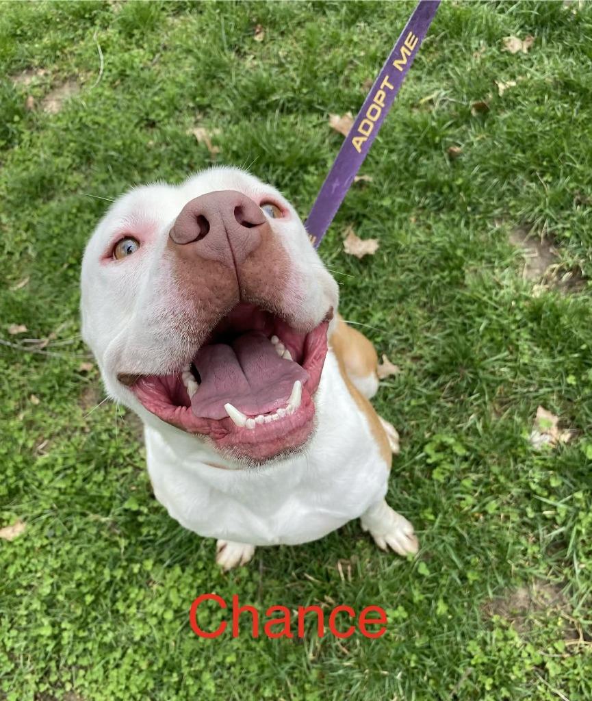 Chance, Adoptable, Young Male Pit Bull Terrier.