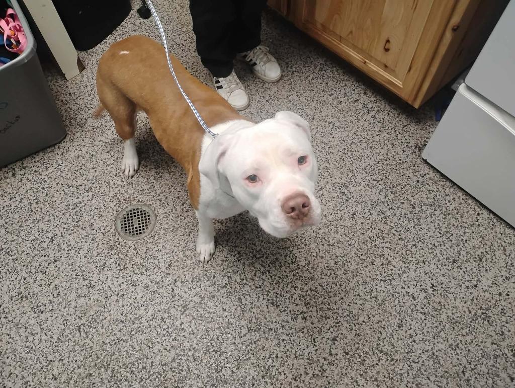 Chance, Adoptable, Young Male Pit Bull Terrier.