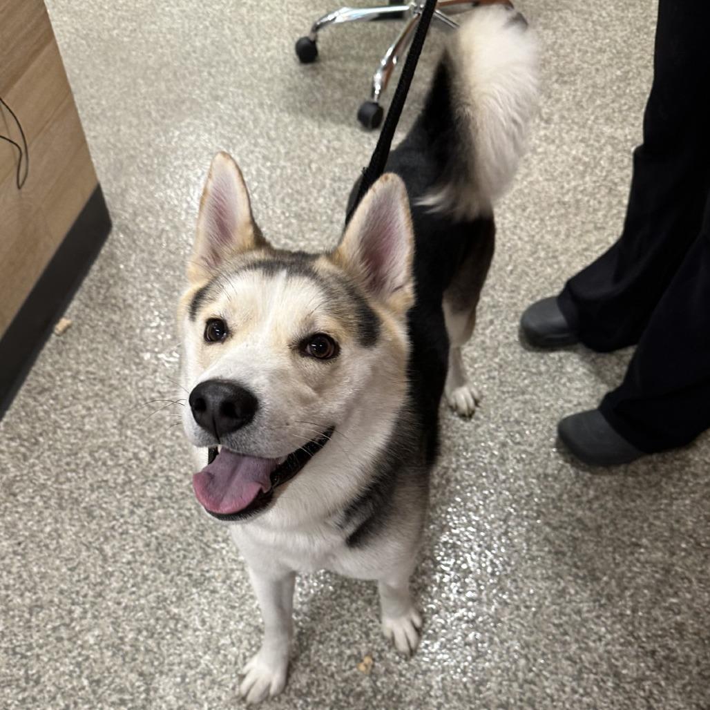 Enlarge STRAY DOG "Bob Barker", a Adoptable mixed breed in Saint Cloud, MN image 1/3
