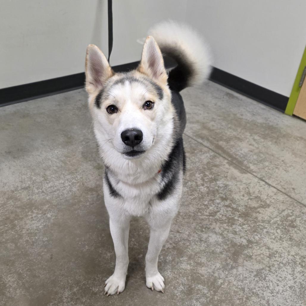 Enlarge STRAY DOG "Bob Barker", a Adoptable mixed breed in Saint Cloud, MN image 2/3