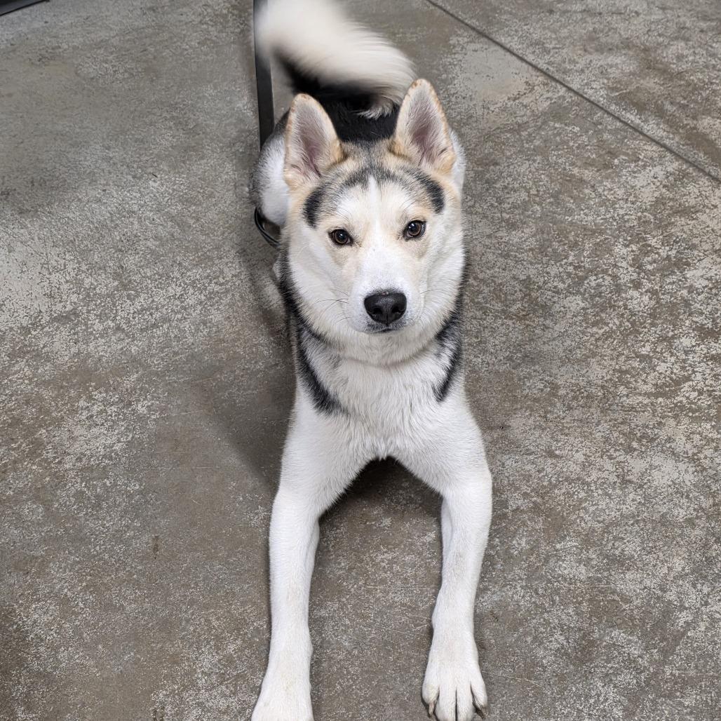 Enlarge STRAY DOG "Bob Barker", a Adoptable mixed breed in Saint Cloud, MN image 3/3