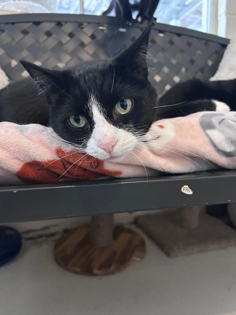 Max, ADOPTABLE, Adult Male Domestic Medium Hair.