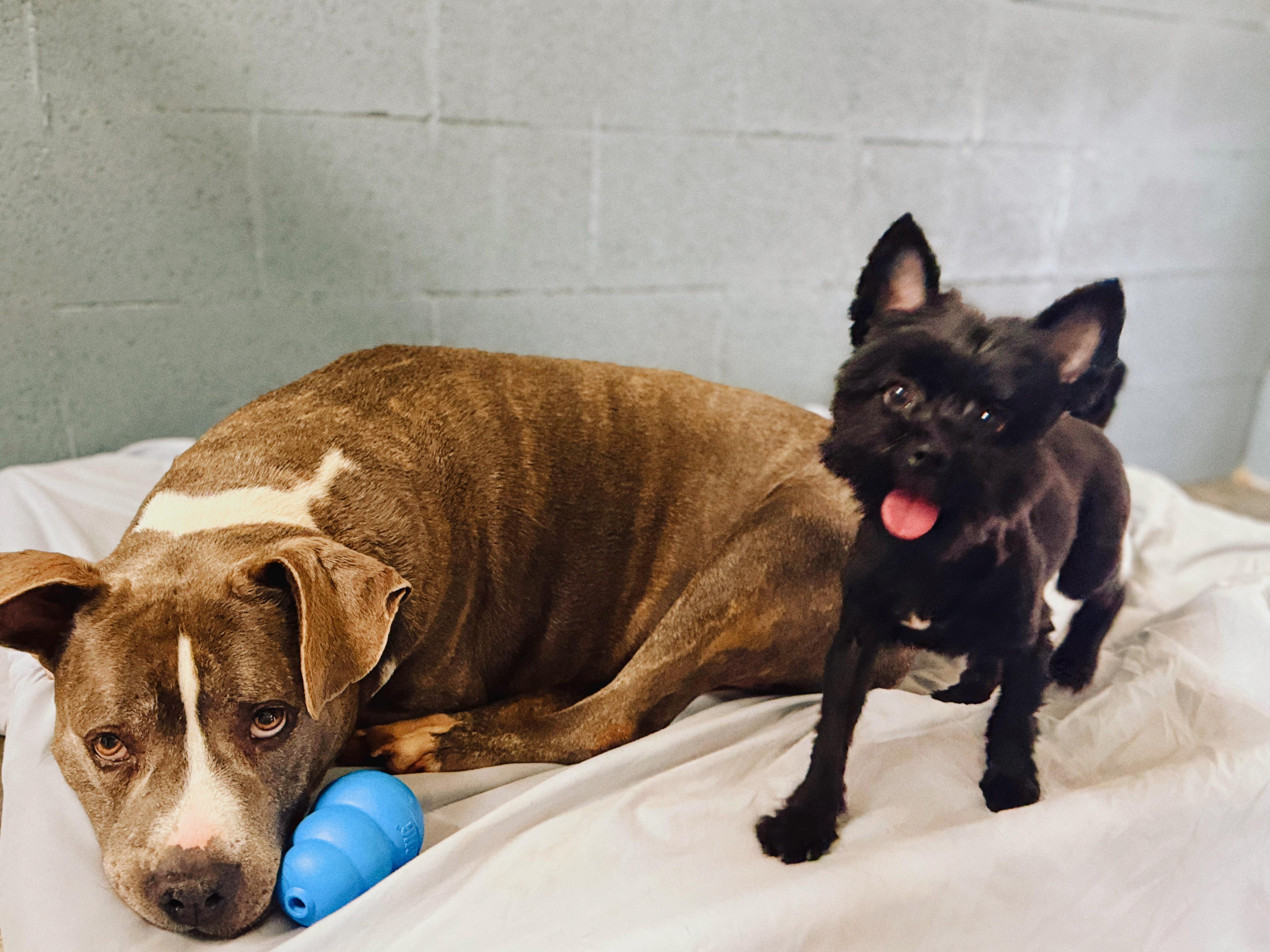 Piglet (bonded with Pooh)
