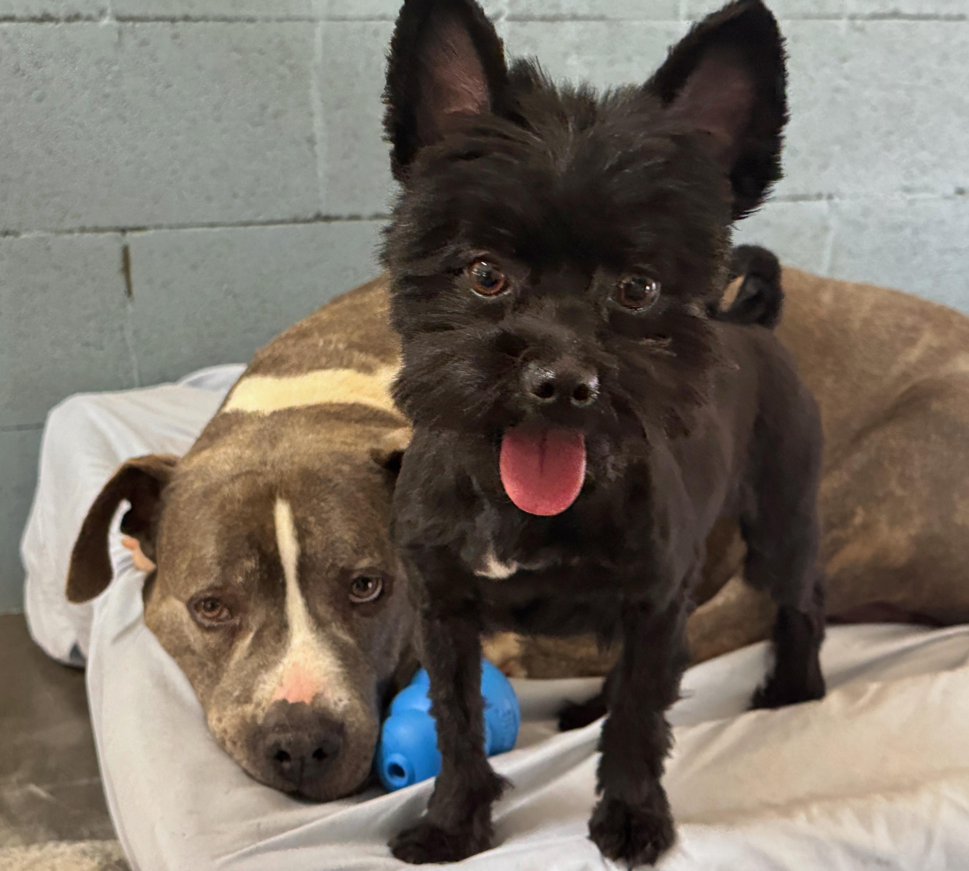 Piglet (bonded with Pooh)