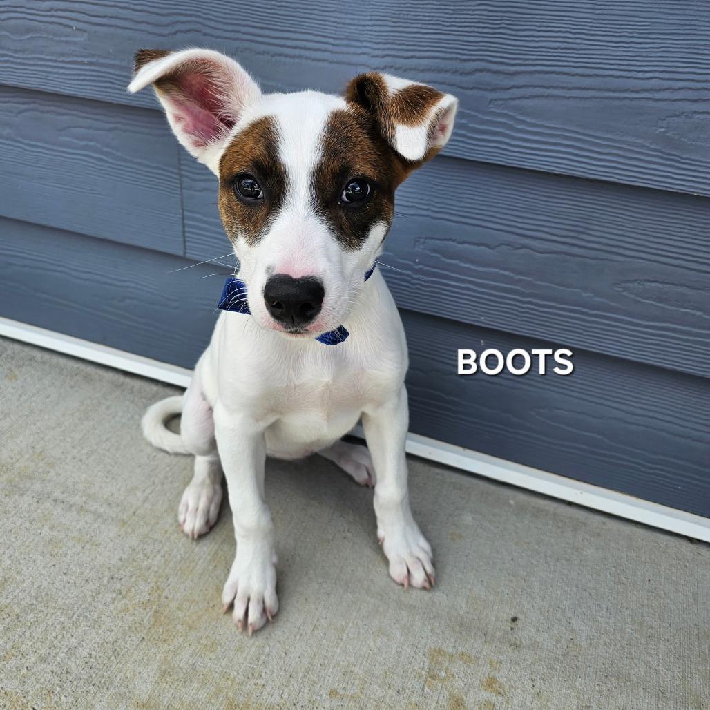 Boots, Adoptable, Puppy Male Mixed Breed & Mixed Breed.