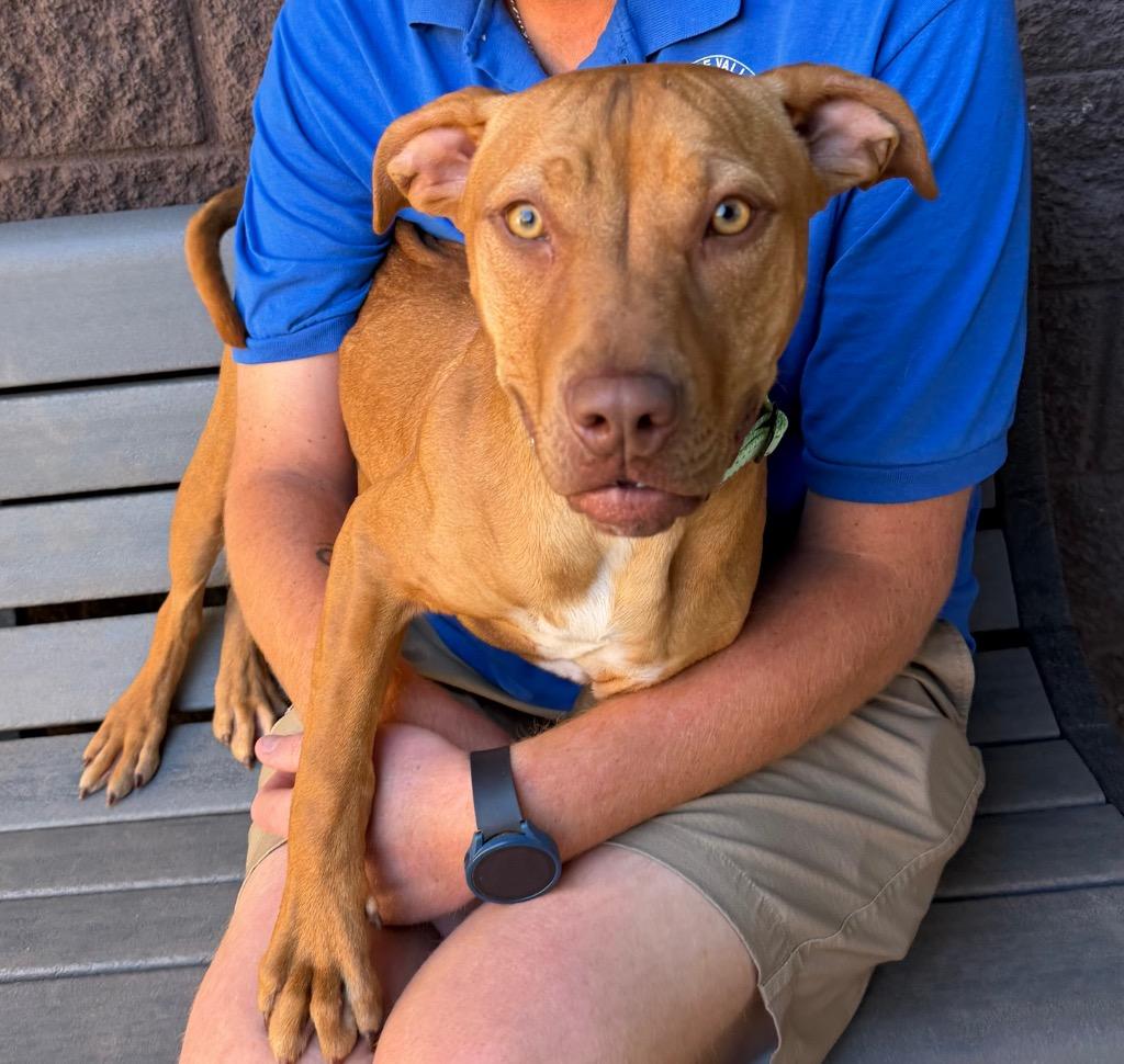 Avery, a Adoptable American Staffordshire Terrier in Cottonwood, AZ image 1/3