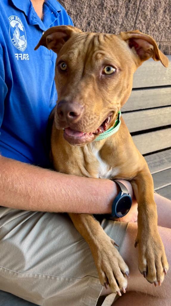 Avery, a Adoptable American Staffordshire Terrier in Cottonwood, AZ image 2/3