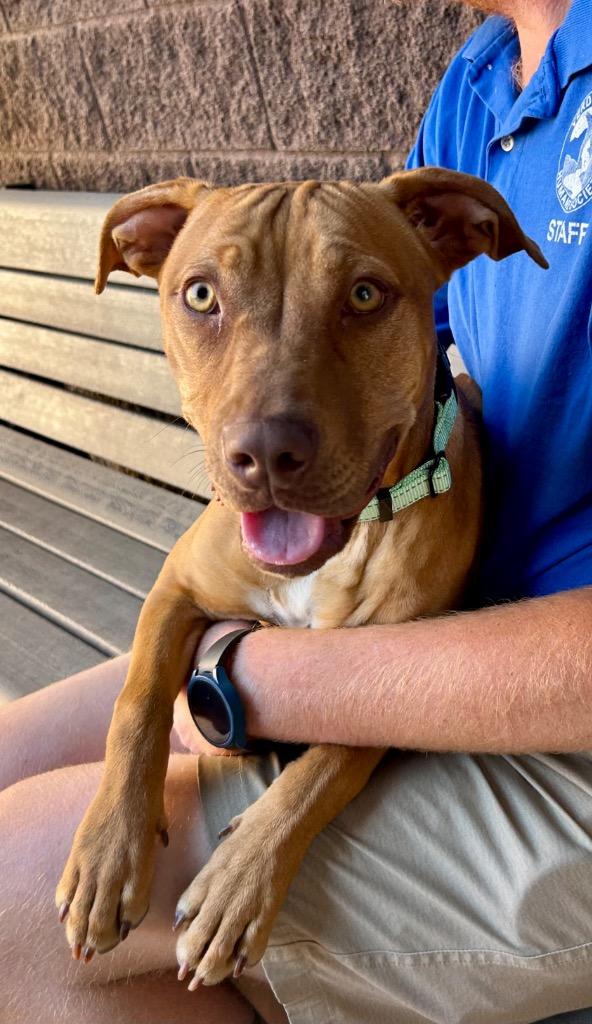 Avery, a Adoptable American Staffordshire Terrier in Cottonwood, AZ image 3/3