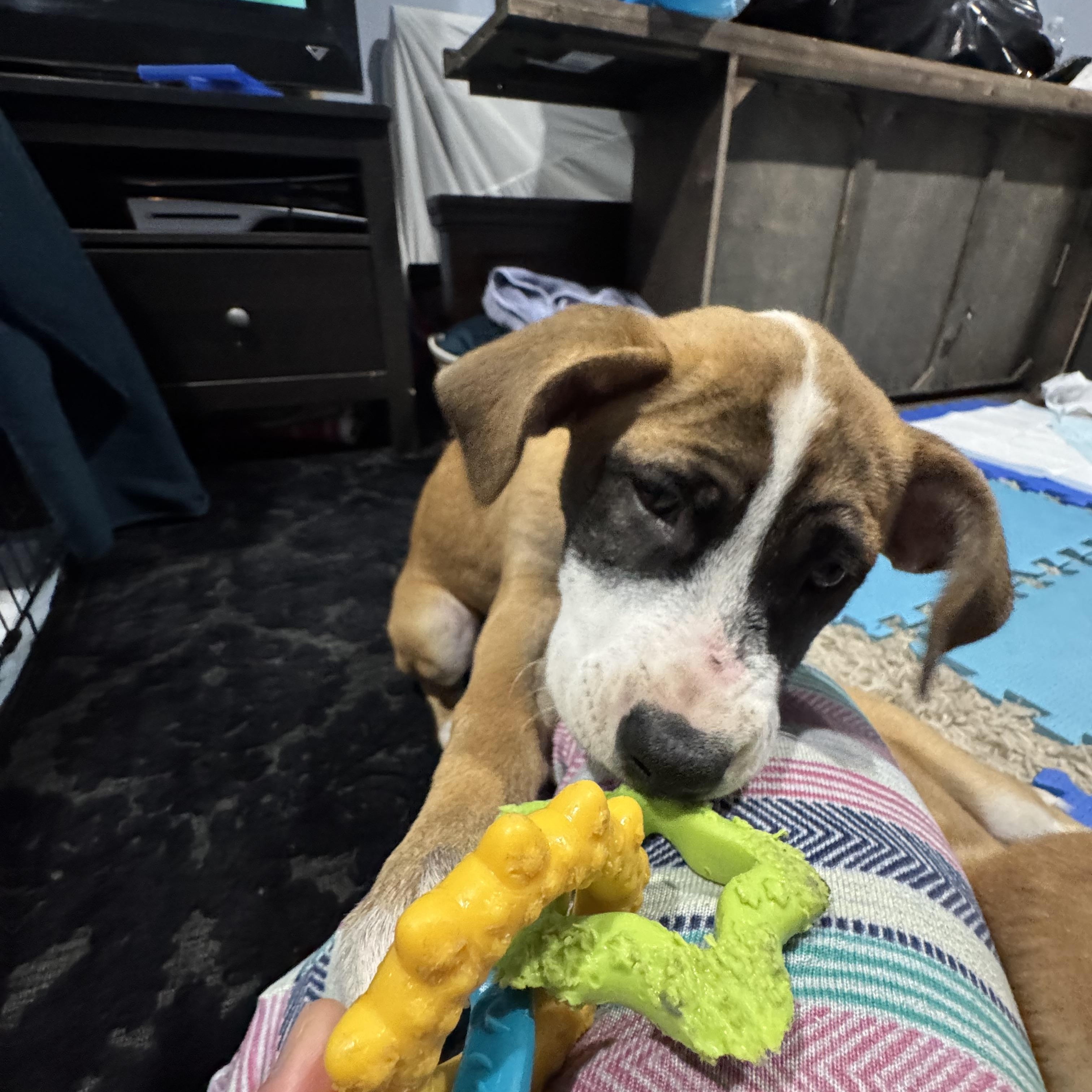 Enlarge Hiddi, a Adoptable mixed breed in Newfoundland, NJ image 1/6