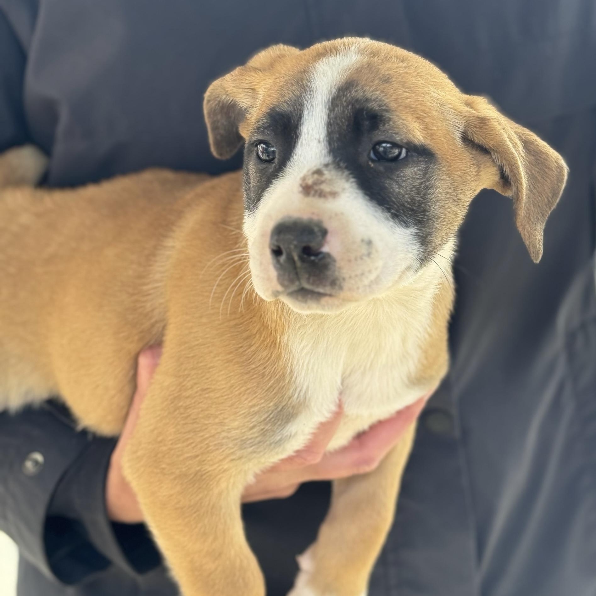 Hiddi, Adoptable, Puppy Female Black Mouth Cur & Mountain Cur.