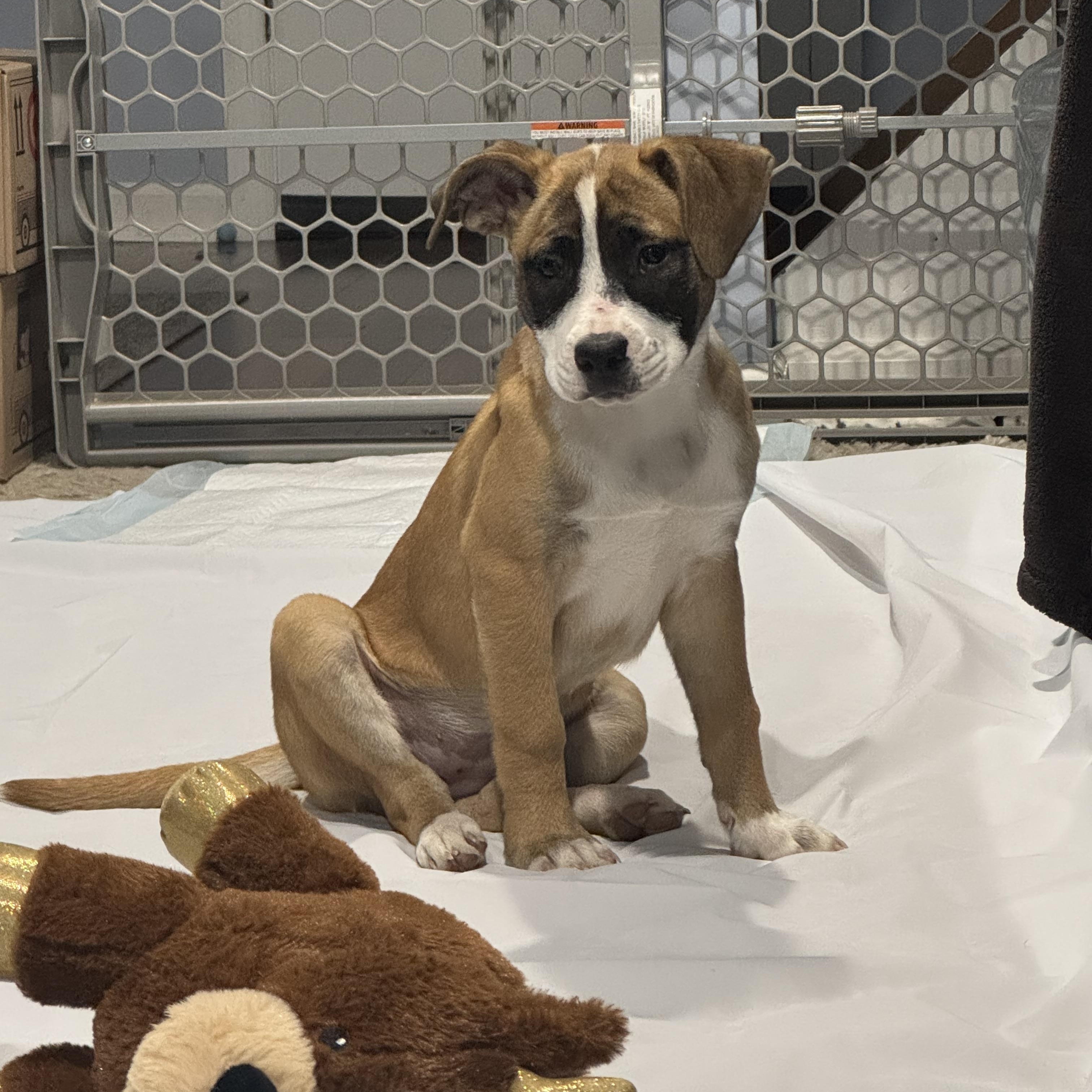 Enlarge Hiddi, a Adoptable mixed breed in Newfoundland, NJ image 3/6