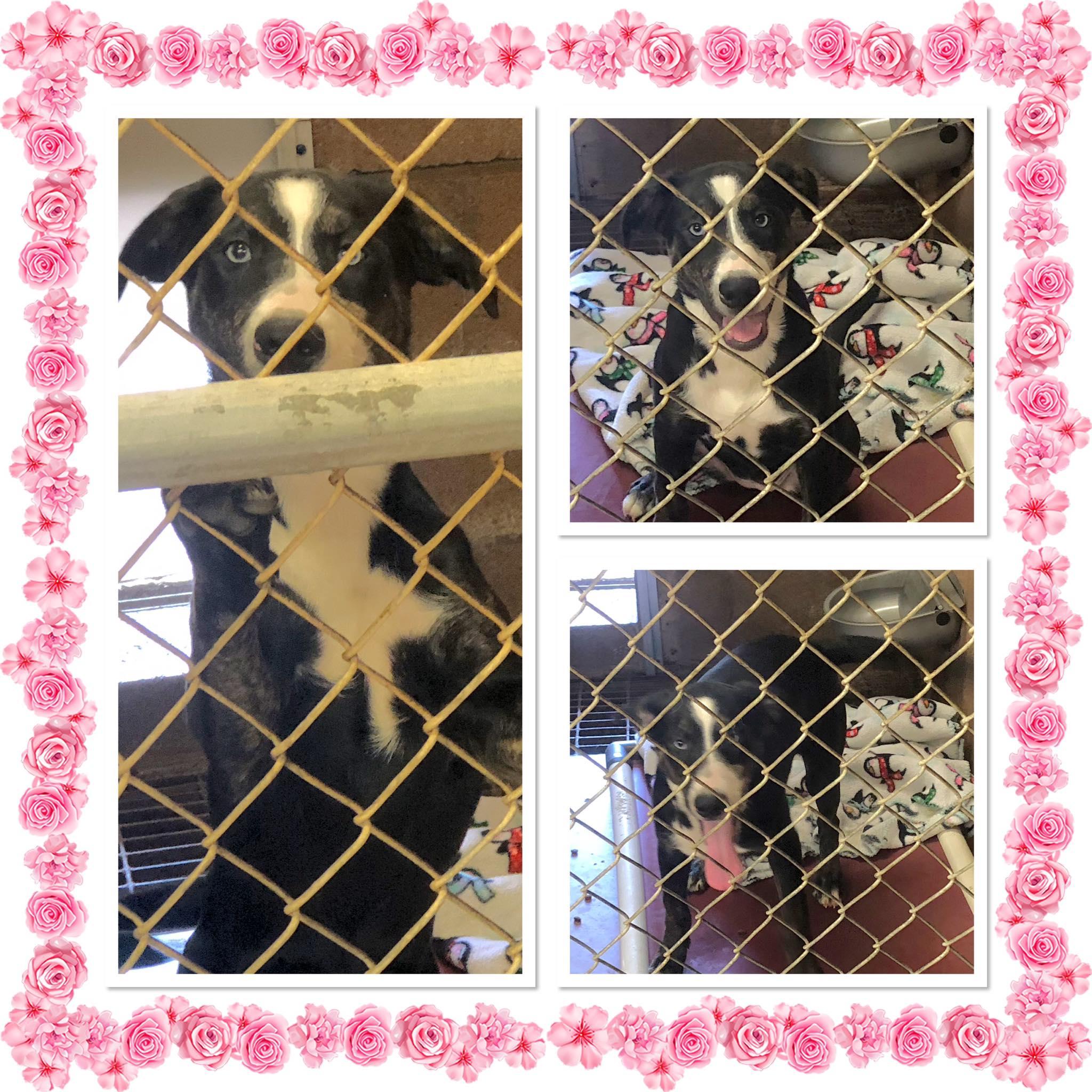 OREO, ADOPTABLE, Puppy Female Husky & Labrador Retriever.