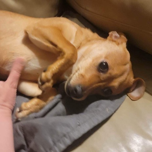 Enlarge Ember, a Adopted mixed breed in Hudson, IL image 1/3